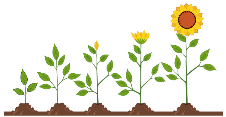 growth growth